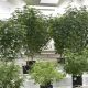 Gov. Cuomo’s new plan for legalized pot calls for delivery services, 0M equity fund