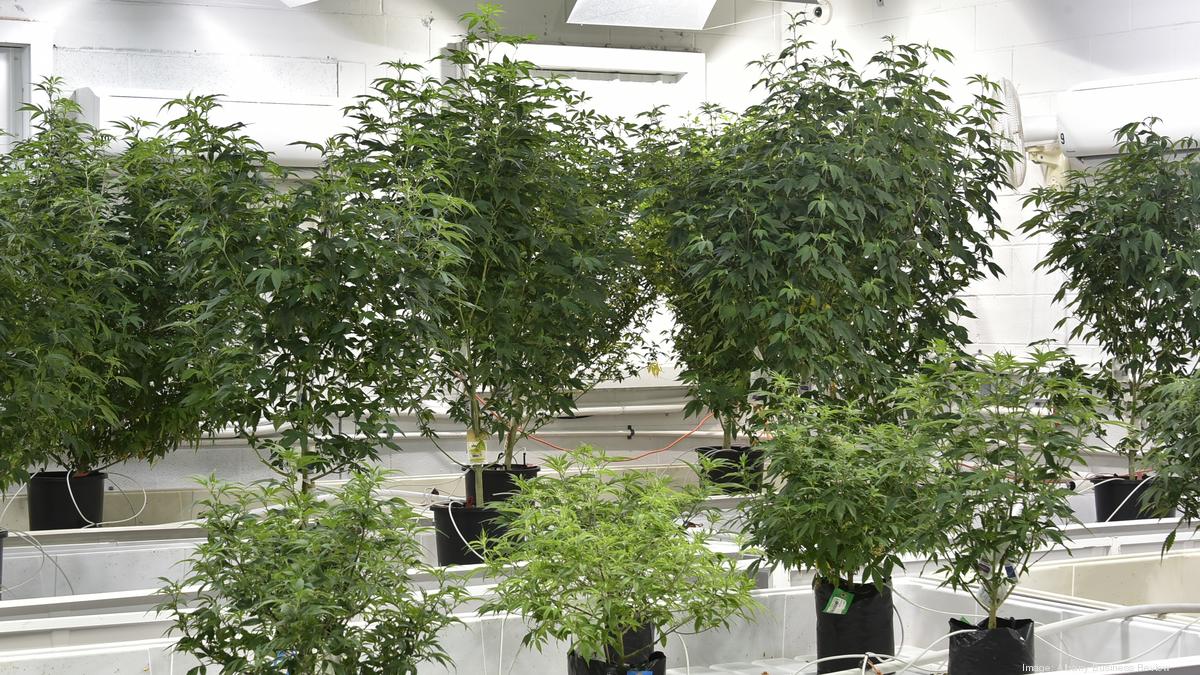 Gov. Cuomo’s new plan for legalized pot calls for delivery services, 0M equity fund Gov. Cuomo’s new plan for legalized pot calls for delivery services, 0M equity fund
