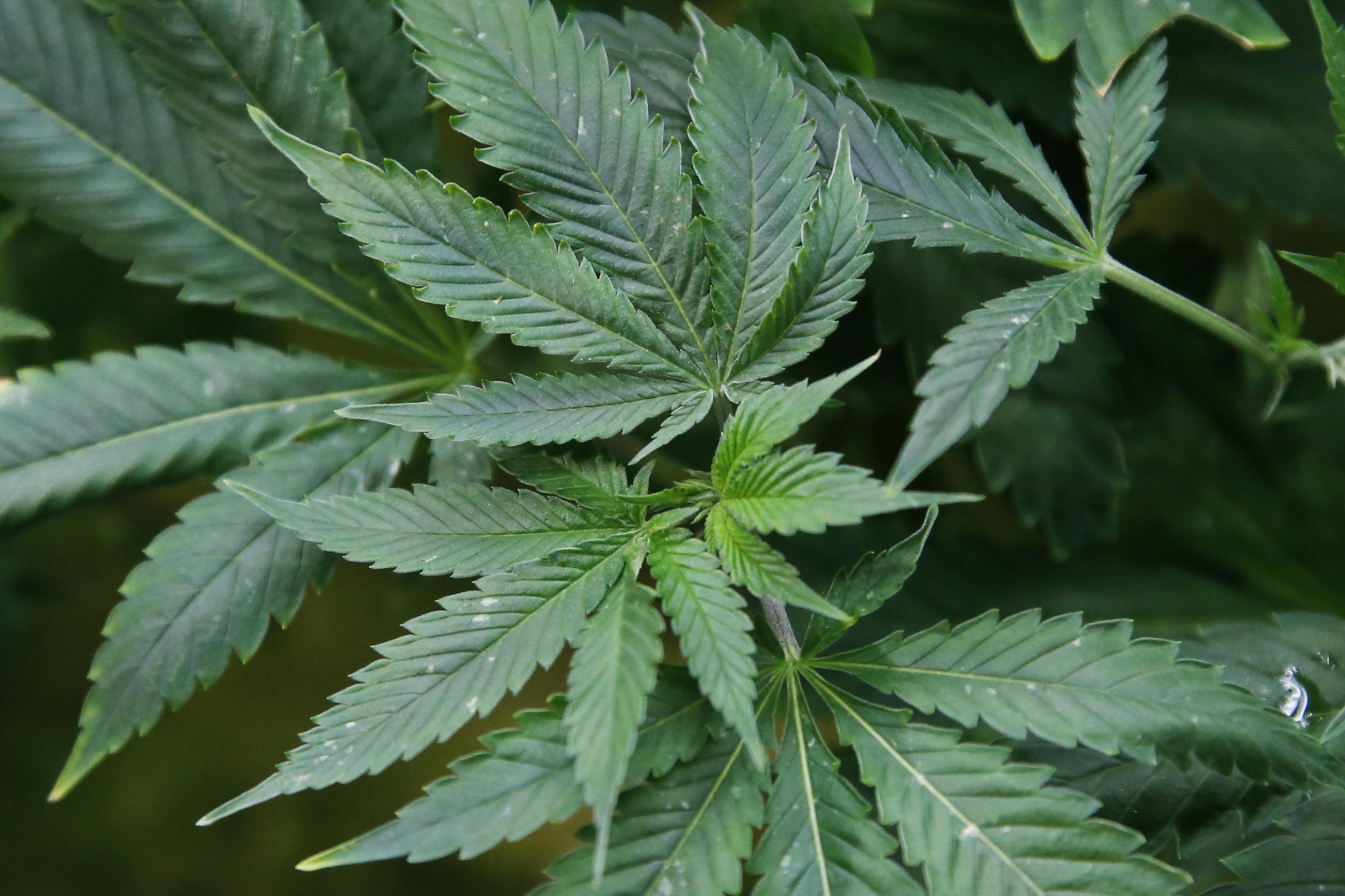 NYS launches website for Office of Cannabis Management