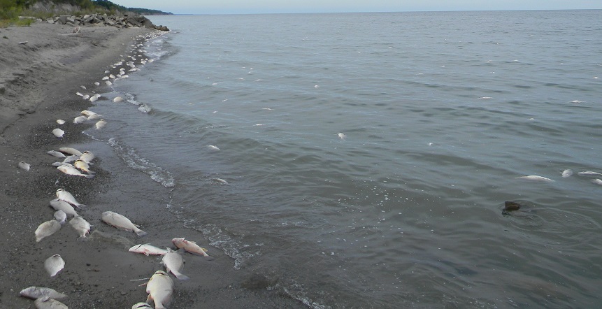 Large number of dead fish along Lake Ontario