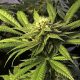 Senator Cooney holds expungement event for marijuana charges