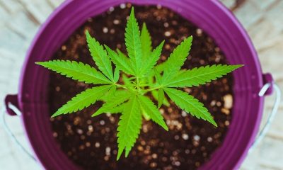 Marijuana as a gift by purchasing goods from some retailers