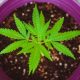 Marijuana as a gift by purchasing goods from some retailers