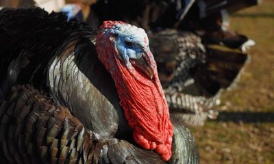 Farm Sanctuary celebrates 35 years of rescuing farm animals