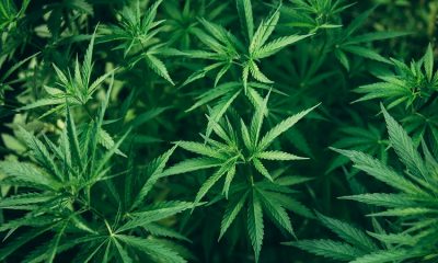 9% of towns, villages have opted out of recreational marijuana law in New York