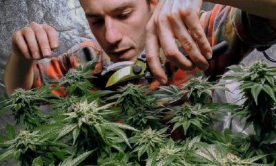 Banning recreational cannabis businesses in Irondequoit
