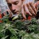 Banning recreational cannabis businesses in Irondequoit