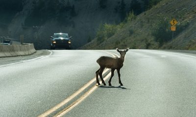 Monroe, Ontario county among top 10 for animal crashes