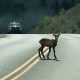 Monroe, Ontario county among top 10 for animal crashes