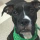 More dogs than usual waiting for adoption in Lollypop Farm