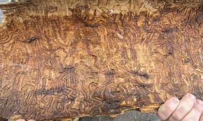 Emerald ash borer forces Cayuga State Park to cut down trees