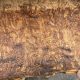 Emerald ash borer forces Cayuga State Park to cut down trees