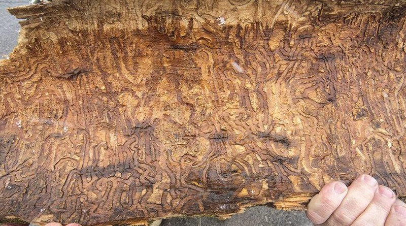 Emerald ash borer forces Cayuga State Park to cut down trees Emerald ash borer forces Cayuga State Park to cut down trees