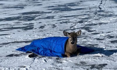 Neighbor rescues trapped deer on the frozen Saratoga Lake