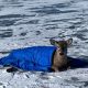 Neighbor rescues trapped deer on the frozen Saratoga Lake