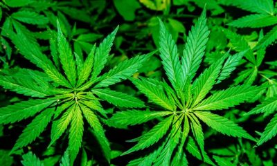 Hochul clears the way for cannabis cultivation starting this year