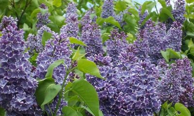 Lilac Fest announces its return for 2022 last year