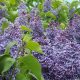 Lilac Fest announces its return for 2022 last year