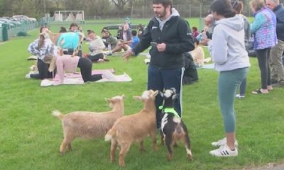 Goat yoga is back to Nazareth College