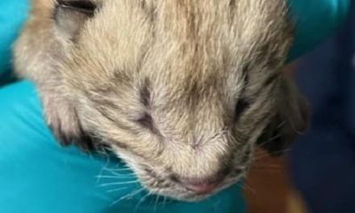 Seneca Park Zoo announces birth of Canada lynx litter