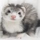 Free rabies clinic coming next month to Big Flats