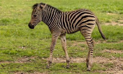 New baby zebra at Utica Zoo