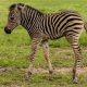 New baby zebra at Utica Zoo