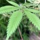 New York restructures its cannabis licensing agency, leaving a Rochester business in limbo