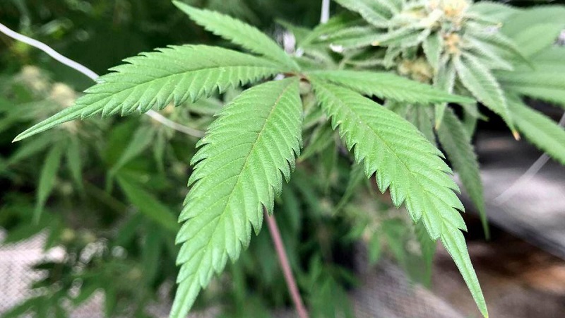 New York restructures its cannabis licensing agency, leaving a Rochester business in limbo