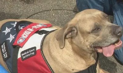 A retired Rochesterian seeks community support to help raise money for the ACL surgery of his guide dog