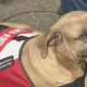 A retired Rochesterian seeks community support to help raise money for the ACL surgery of his guide dog