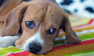 Rochester’s heat wave endangers pets; owners and veterinarians urge caution