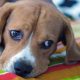 Rochester’s heat wave endangers pets; owners and veterinarians urge caution