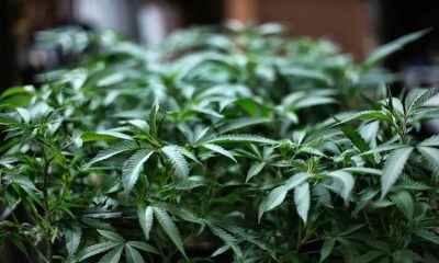After nearly two years of waiting, a Fairport couple receive a marijuana license