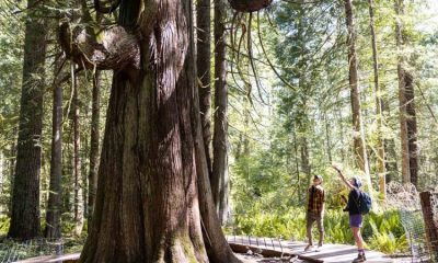 Chemung County requests submissions to the Big Tree Registry