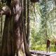 Chemung County requests submissions to the Big Tree Registry