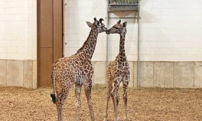 Seneca Park Zoo welcoming two new giraffes