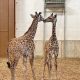 Seneca Park Zoo welcoming two new giraffes