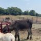 Authorities have taken four horses and a donkey from a property in Orleans County