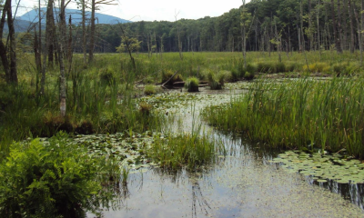 New York State is expanding its environmental protections by regulating wetlands based on new criteria, requiring property owners to navigate a more detailed permitting process before development can proceed