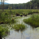New York State is expanding its environmental protections by regulating wetlands based on new criteria, requiring property owners to navigate a more detailed permitting process before development can proceed